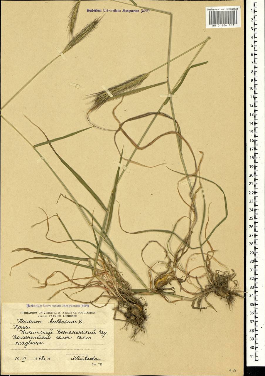 Hordeum bulbosum L., Crimea (KRYM) (Russia)