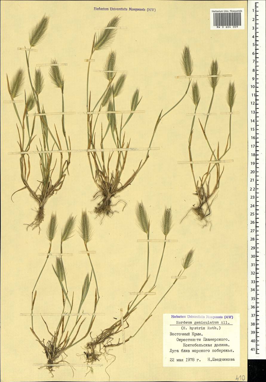 Hordeum marinum subsp. gussoneanum (Parl.) Thell., Crimea (KRYM) (Russia)