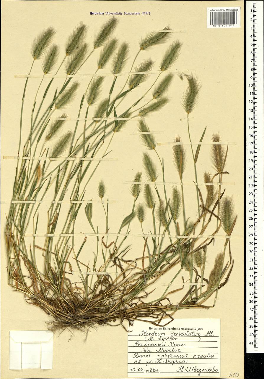 Hordeum marinum subsp. gussoneanum (Parl.) Thell., Crimea (KRYM) (Russia)