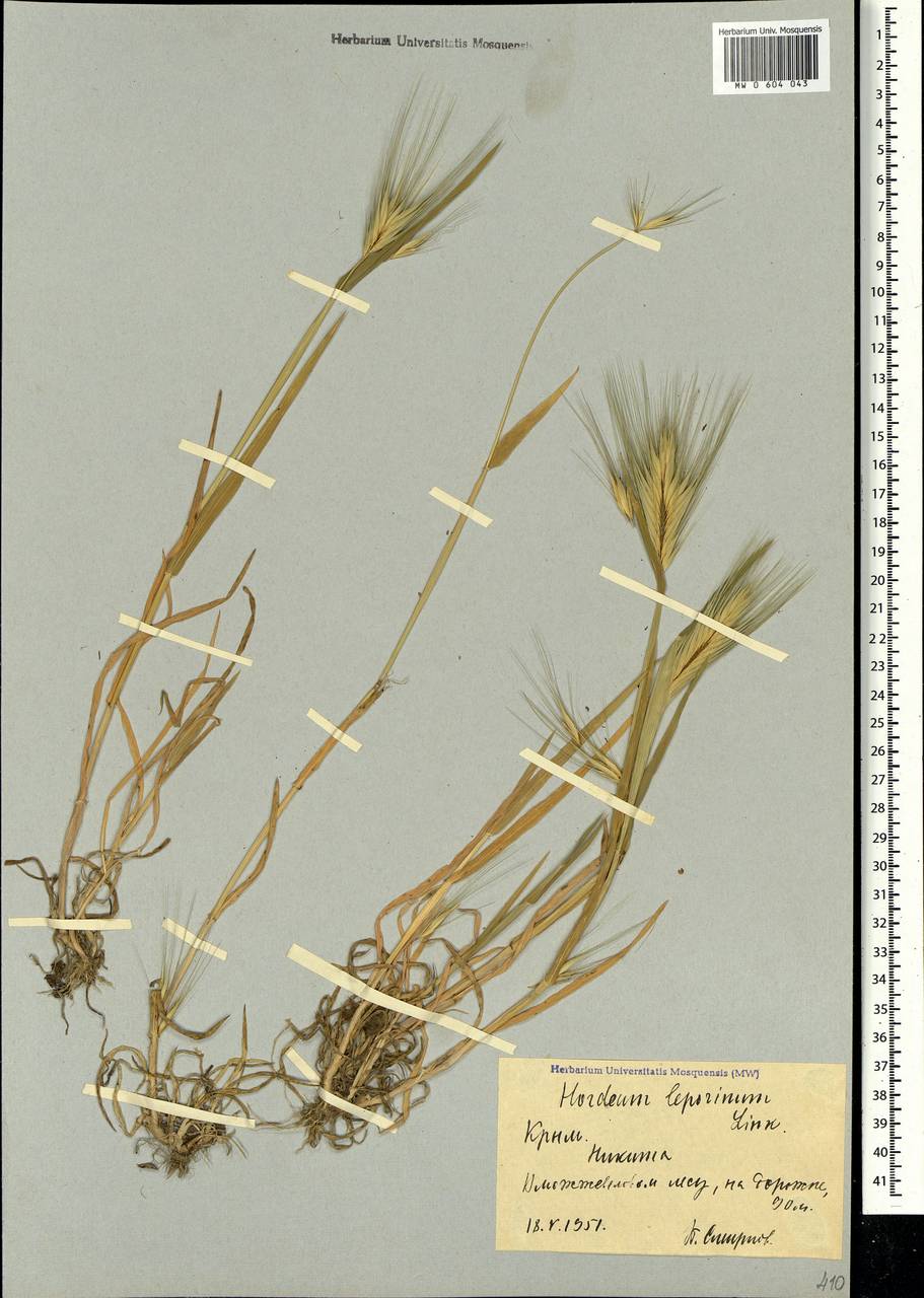 Hordeum murinum subsp. leporinum (Link) Arcang., Crimea (KRYM) (Russia)