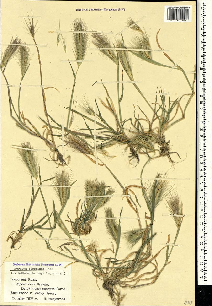 Hordeum murinum subsp. leporinum (Link) Arcang., Crimea (KRYM) (Russia)