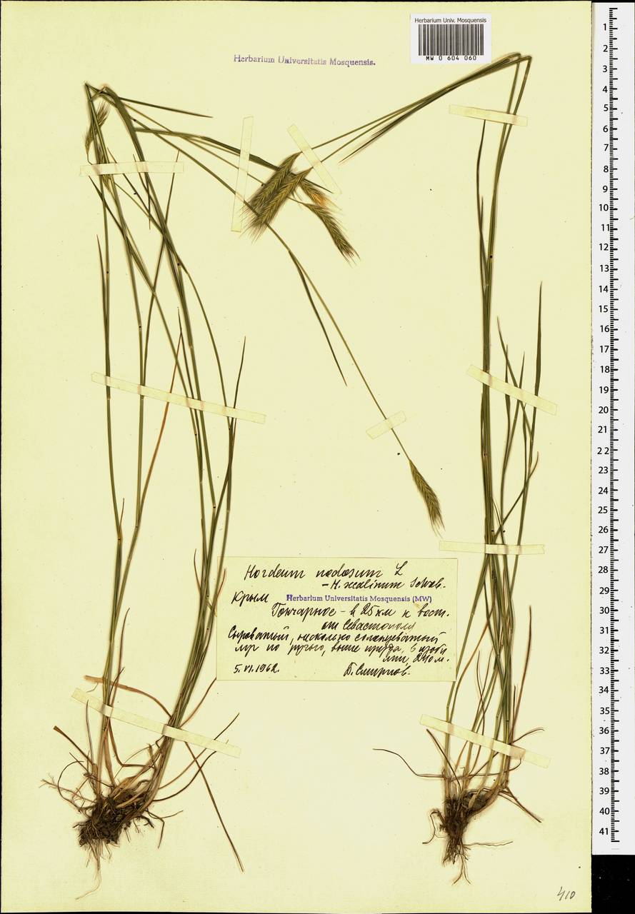 Hordeum secalinum Schreb., Crimea (KRYM) (Russia)