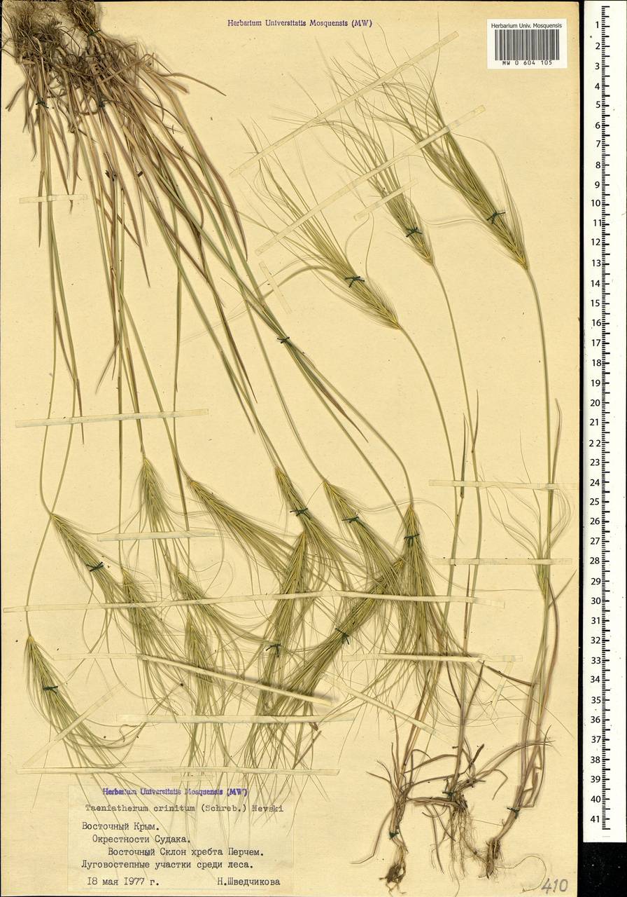 Taeniatherum caput-medusae (L.) Nevski, Crimea (KRYM) (Russia)