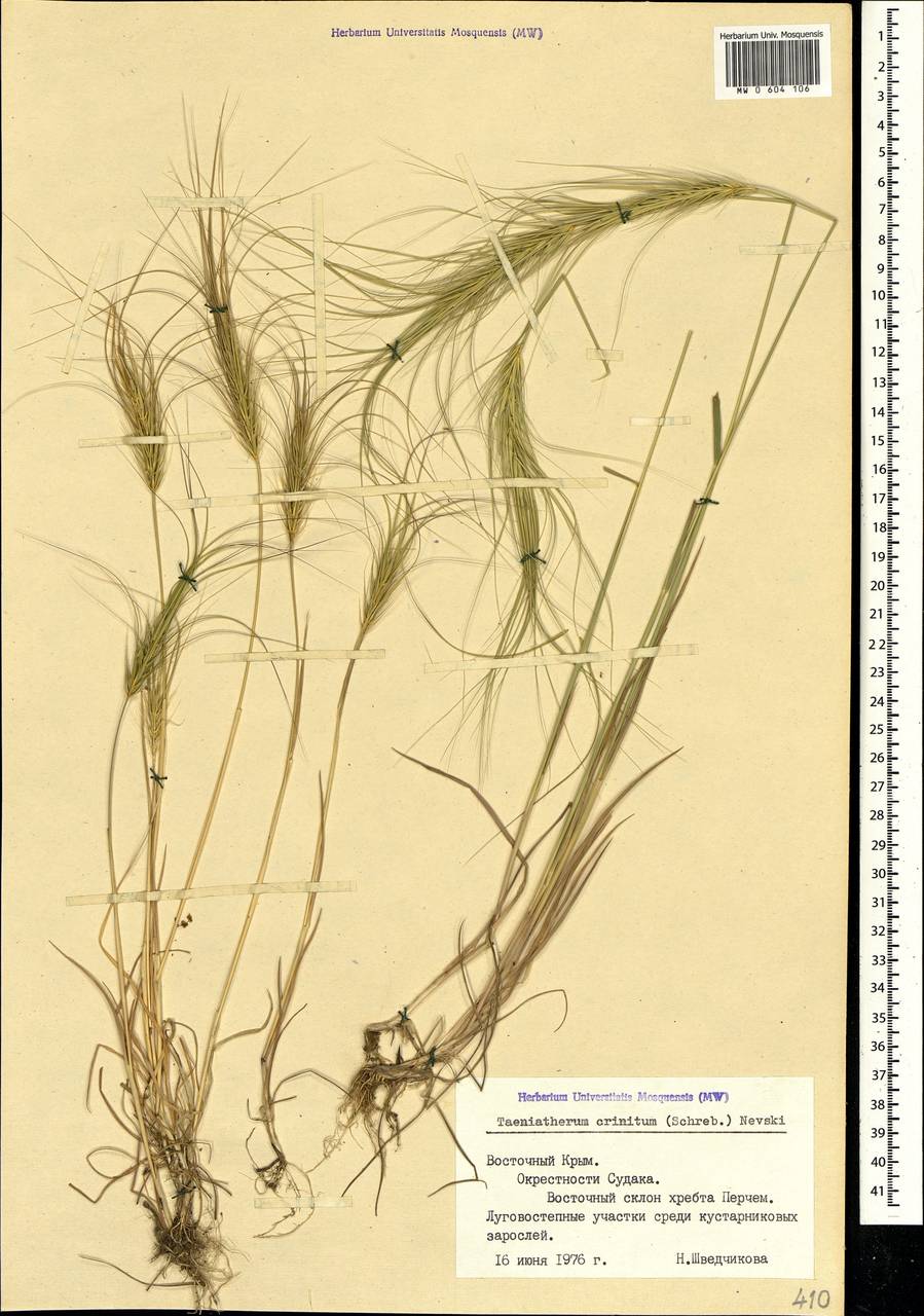 Taeniatherum caput-medusae (L.) Nevski, Crimea (KRYM) (Russia)