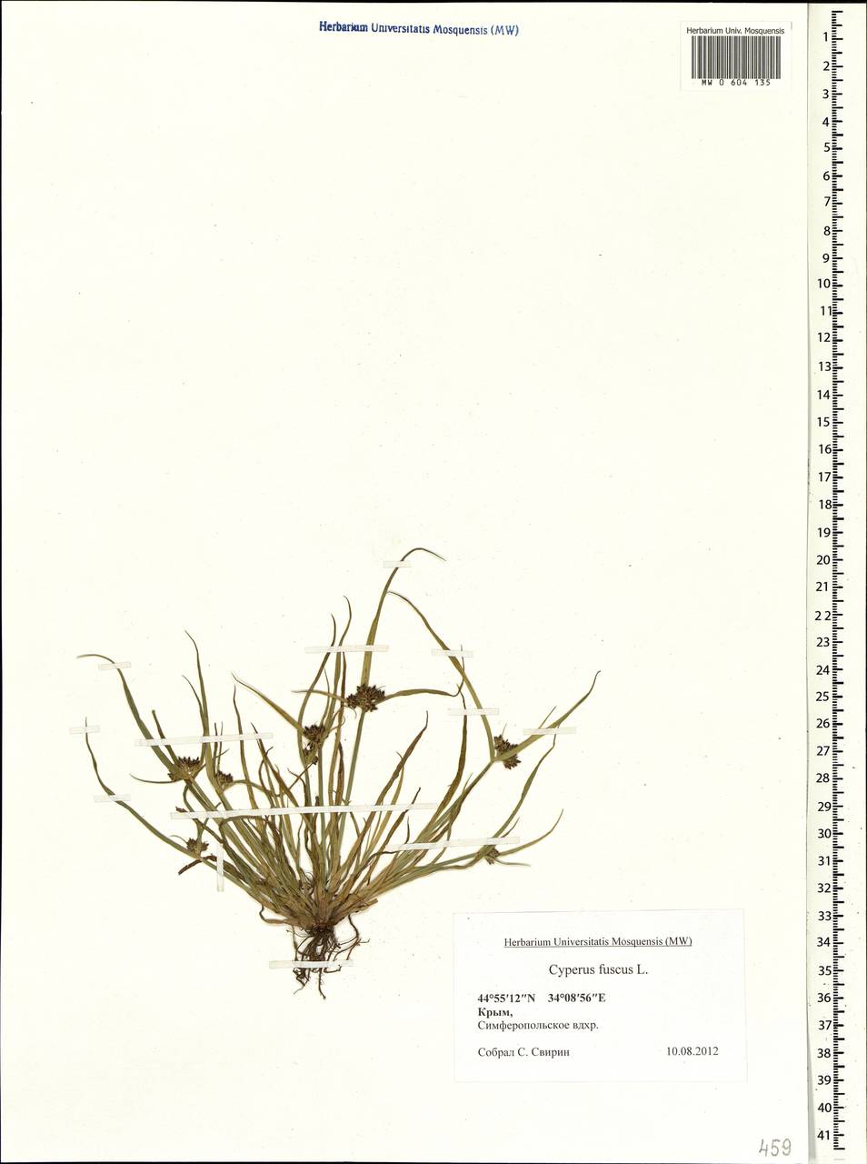 Cyperus fuscus L., Crimea (KRYM) (Russia)