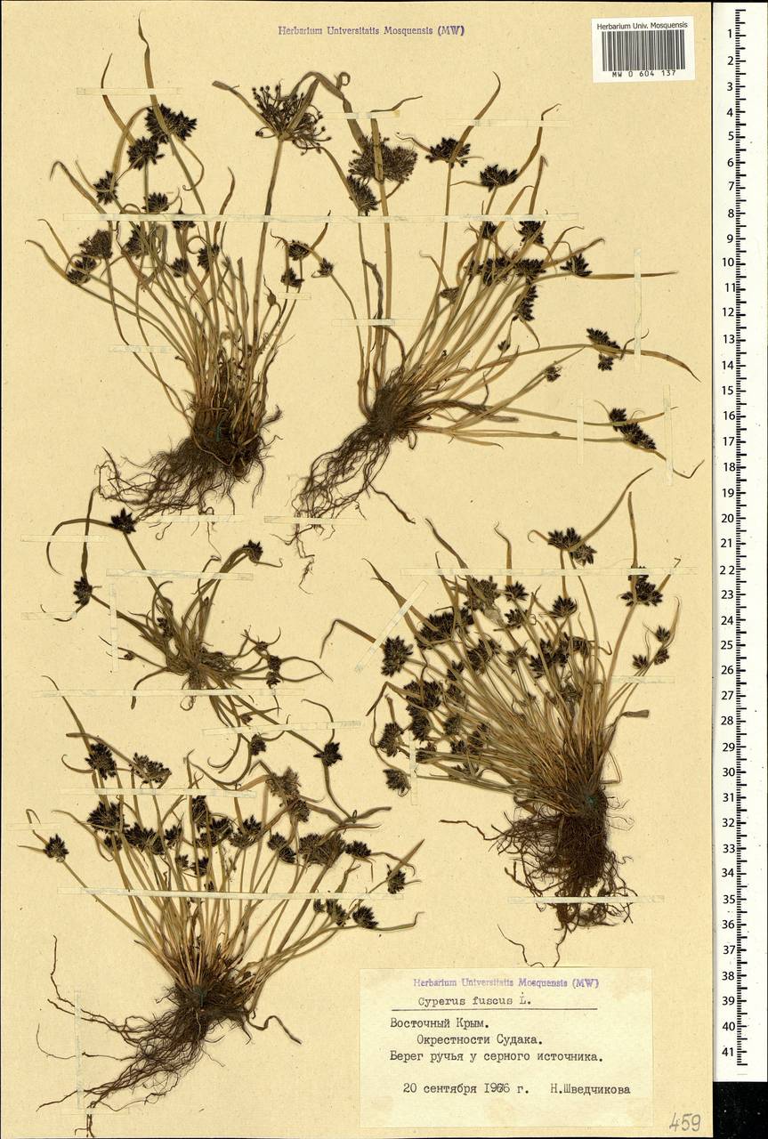 Cyperus fuscus L., Crimea (KRYM) (Russia)