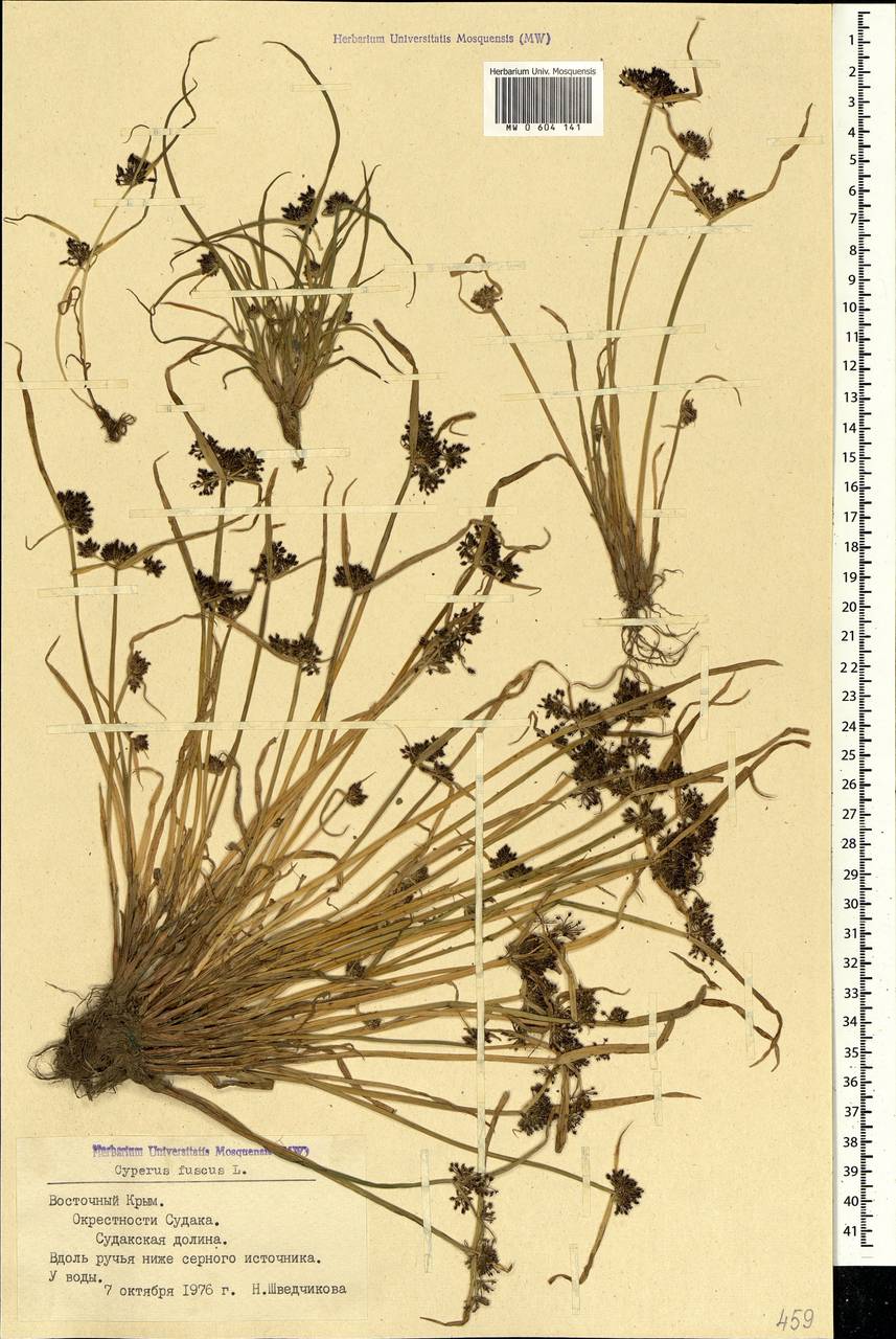 Cyperus fuscus L., Crimea (KRYM) (Russia)