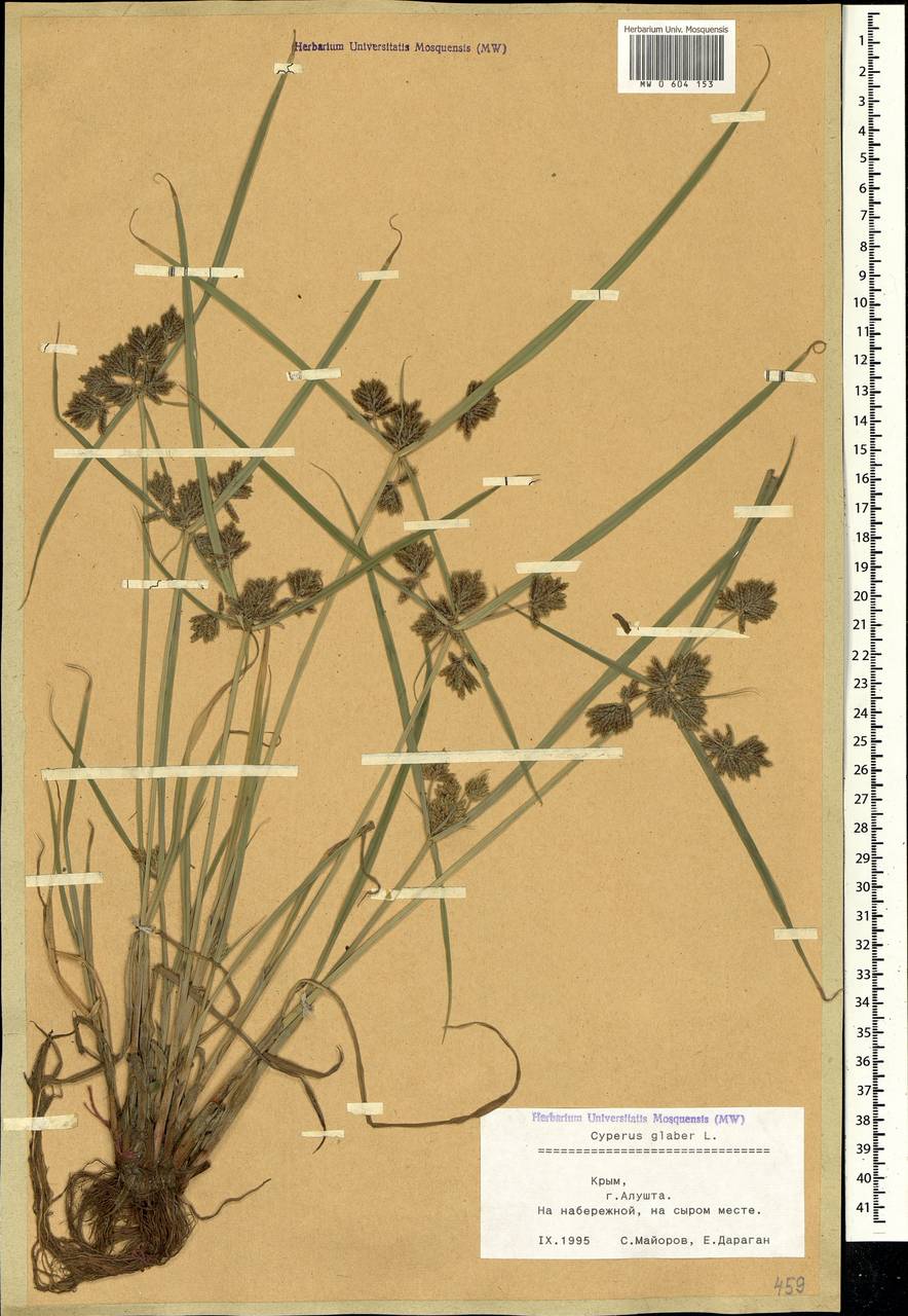 Cyperus glaber L., Crimea (KRYM) (Russia)