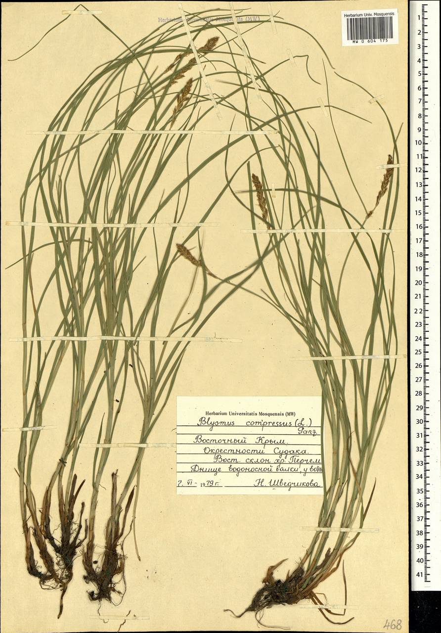 Blysmus compressus (L.) Panz. ex Link, Crimea (KRYM) (Russia)