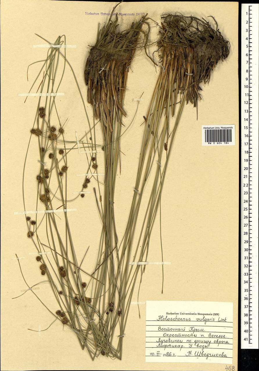 Scirpoides holoschoenus (L.) Soják, Crimea (KRYM) (Russia)