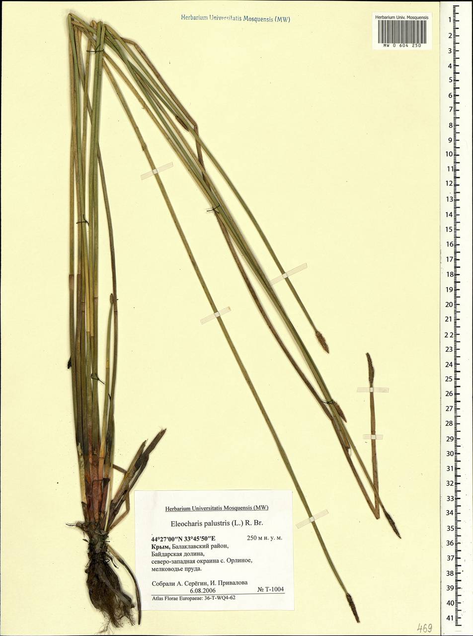Eleocharis palustris (L.) Roem. & Schult., Crimea (KRYM) (Russia)
