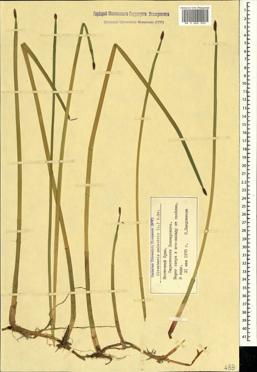 Eleocharis palustris (L.) Roem. & Schult., Crimea (KRYM) (Russia)