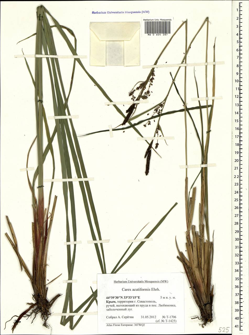 Carex acutiformis Ehrh., Crimea (KRYM) (Russia)
