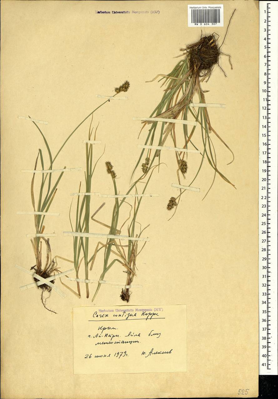 Carex spicata subsp. spicata, Crimea (KRYM) (Russia)