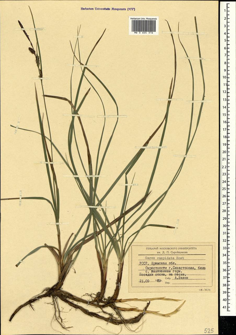 Carex flacca subsp. erythrostachys (Hoppe) Holub, Crimea (KRYM) (Russia)