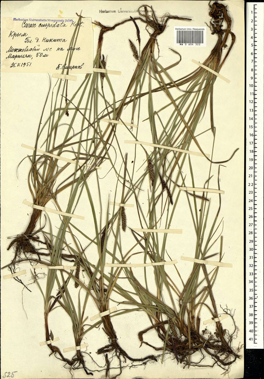 Carex flacca subsp. erythrostachys (Hoppe) Holub, Crimea (KRYM) (Russia)