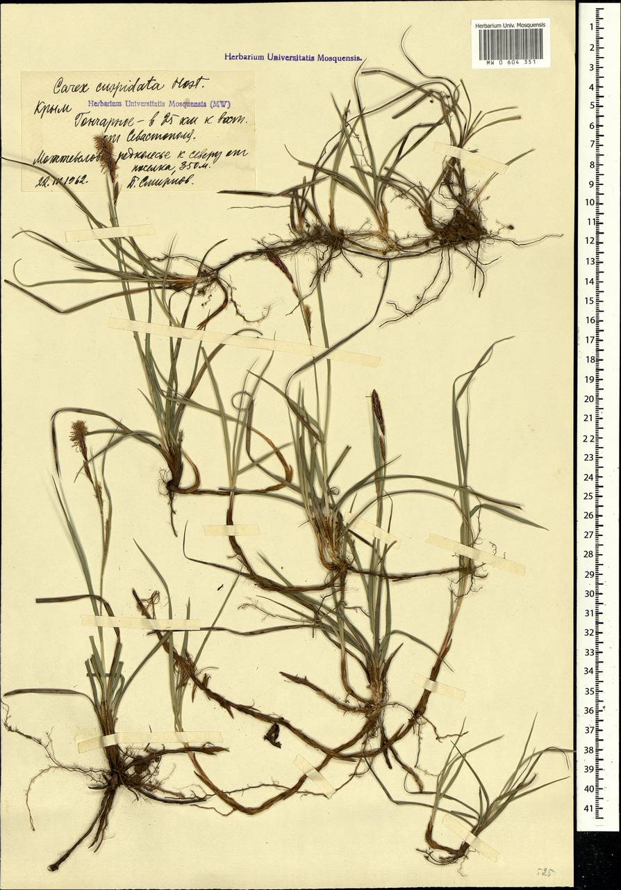 Carex flacca subsp. erythrostachys (Hoppe) Holub, Crimea (KRYM) (Russia)
