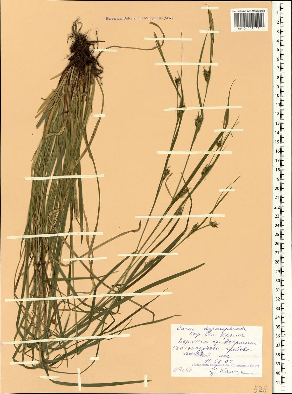 Carex depauperata Curtis ex Stokes, Crimea (KRYM) (Russia)