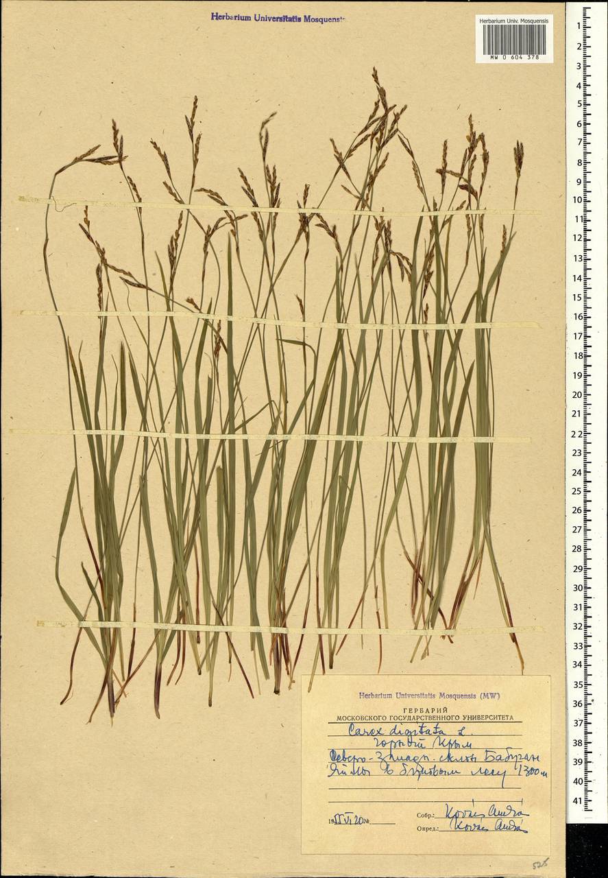 Carex digitata L., Crimea (KRYM) (Russia)