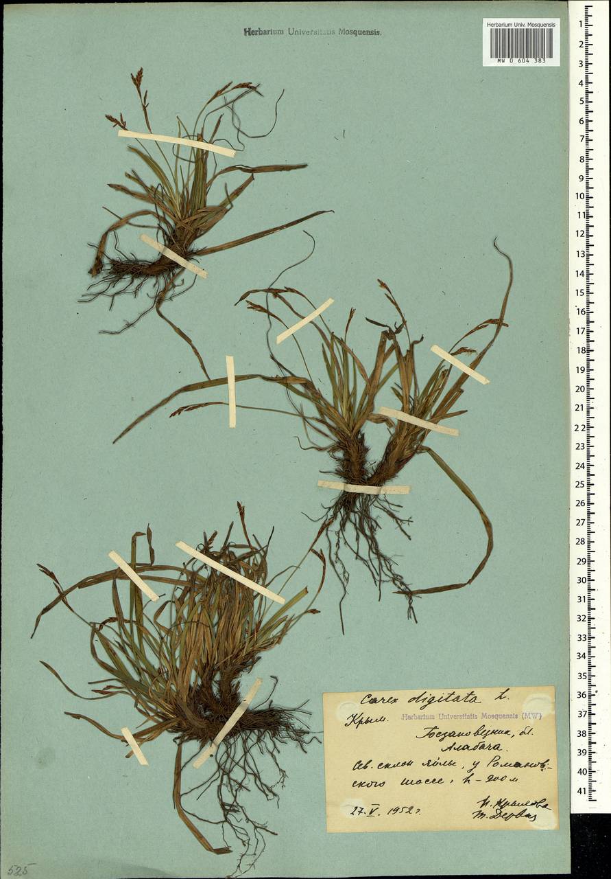 Carex digitata L., Crimea (KRYM) (Russia)