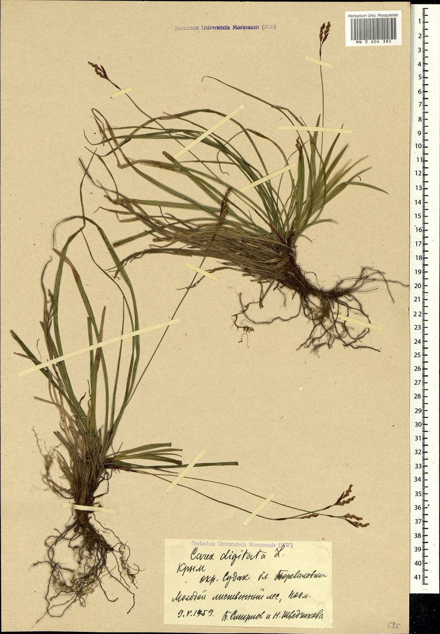 Carex digitata L., Crimea (KRYM) (Russia)