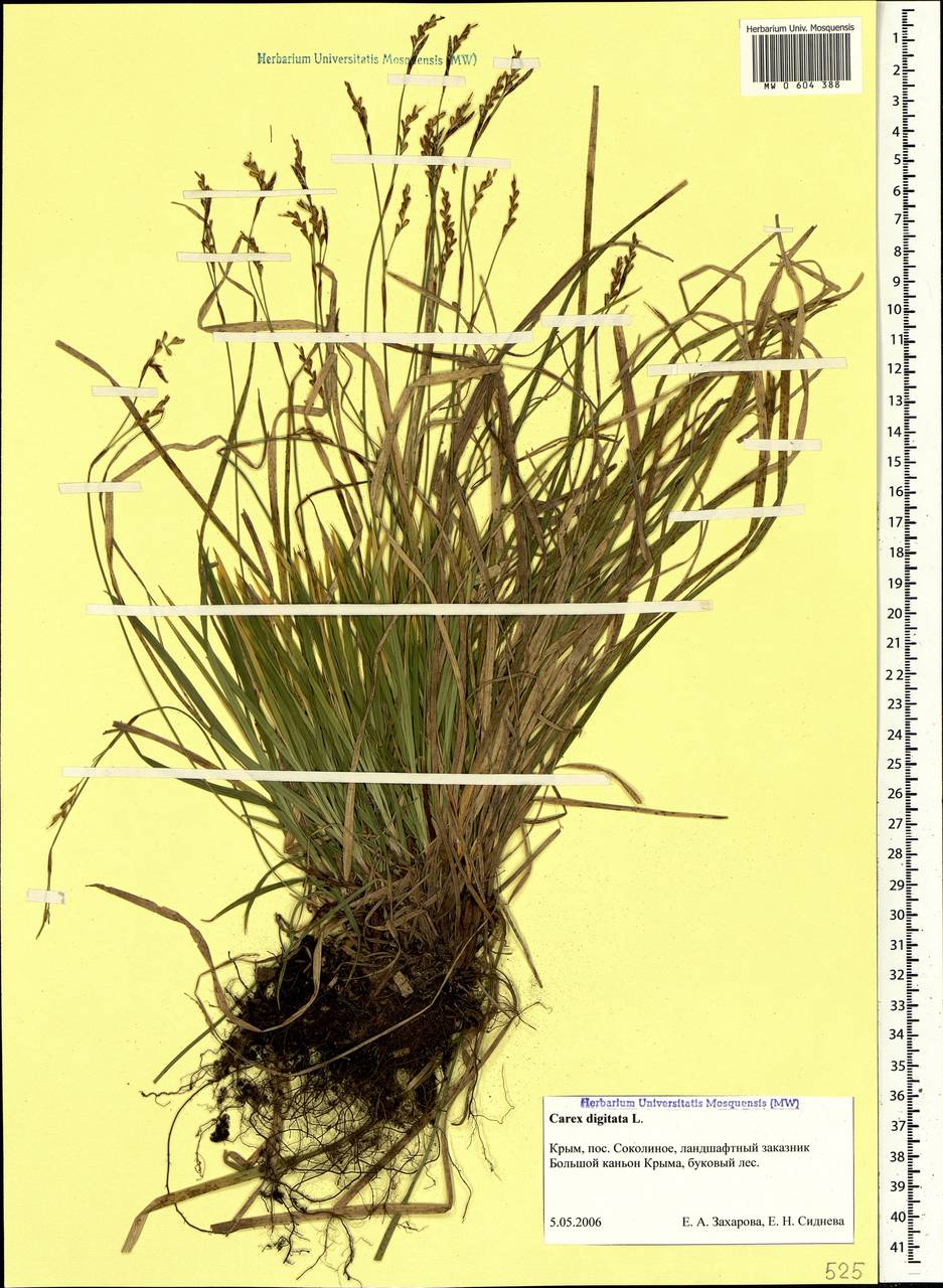 Carex digitata L., Crimea (KRYM) (Russia)