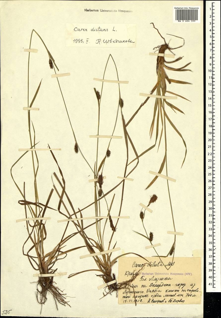 Carex distans L., Crimea (KRYM) (Russia)