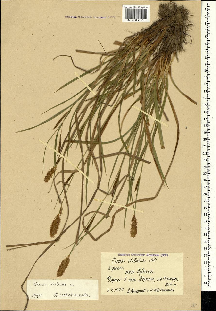 Carex distans L., Crimea (KRYM) (Russia)