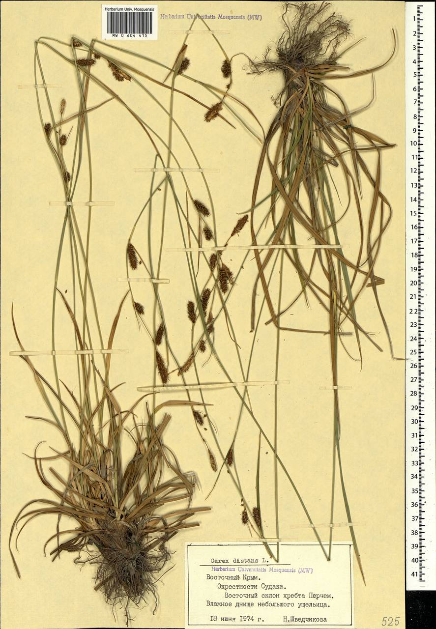 Carex distans L., Crimea (KRYM) (Russia)