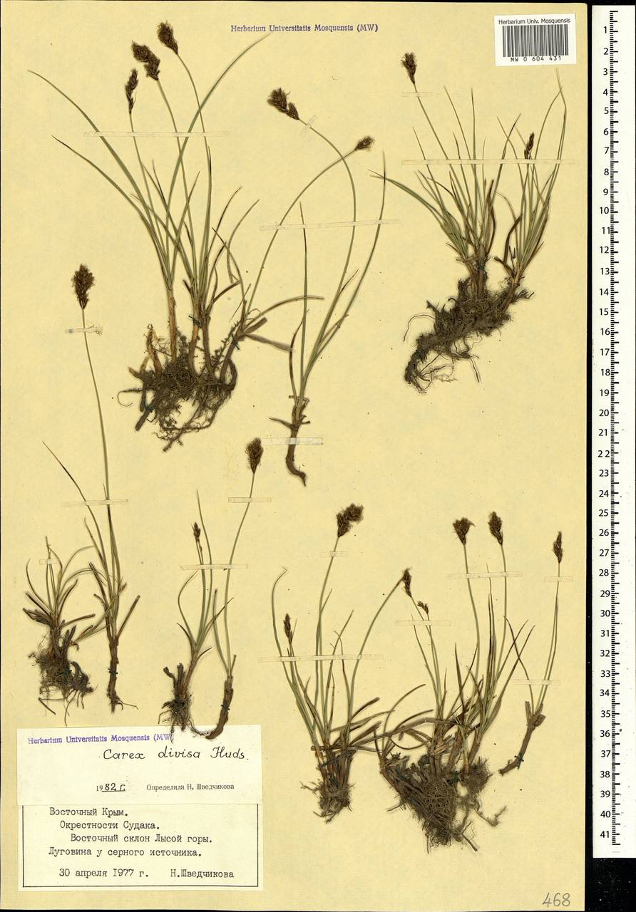 Carex divisa Huds., Crimea (KRYM) (Russia)