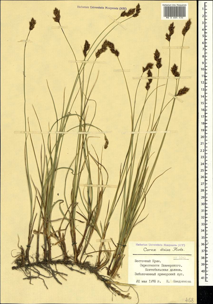 Carex divisa Huds., Crimea (KRYM) (Russia)