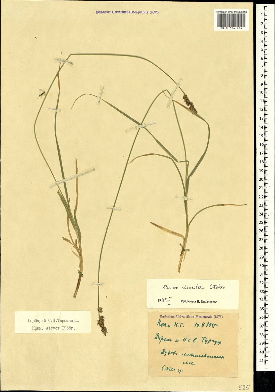 Carex divulsa Stokes, Crimea (KRYM) (Russia)
