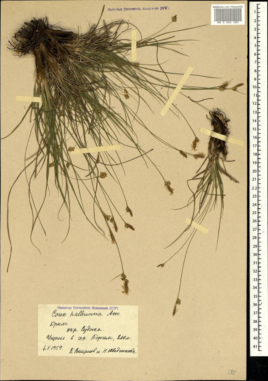 Carex halleriana Asso, Crimea (KRYM) (Russia)