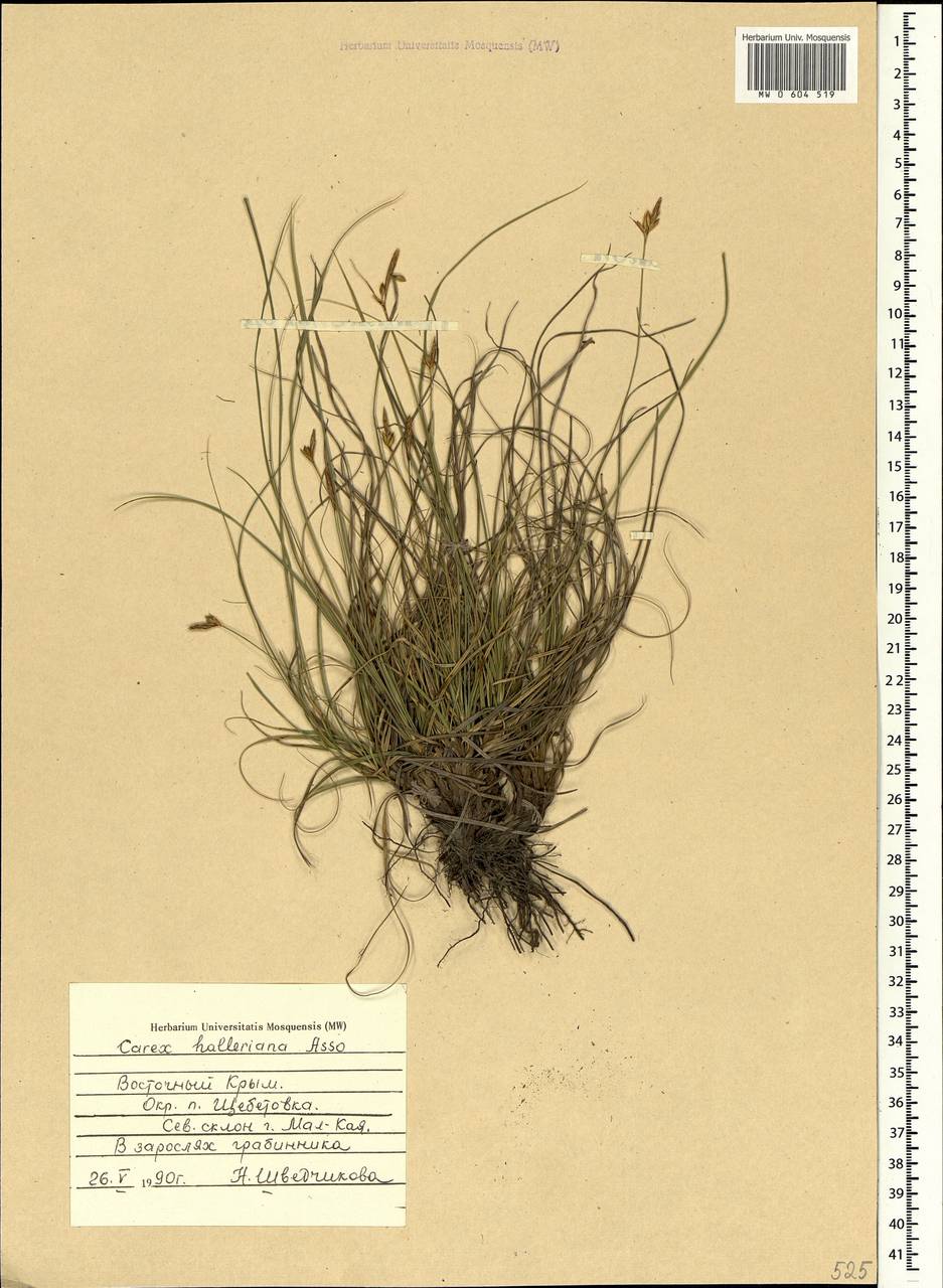Carex halleriana Asso, Crimea (KRYM) (Russia)