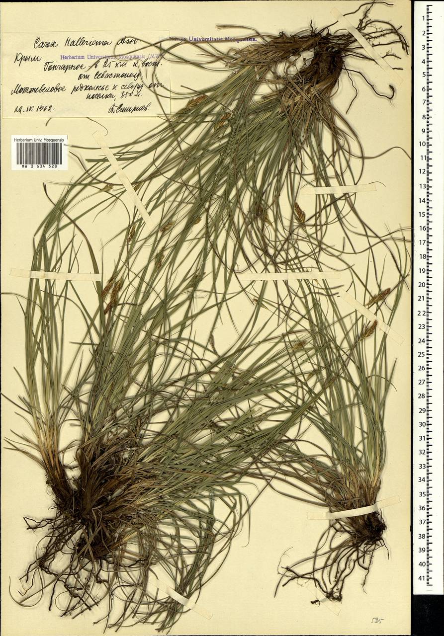 Carex halleriana Asso, Crimea (KRYM) (Russia)