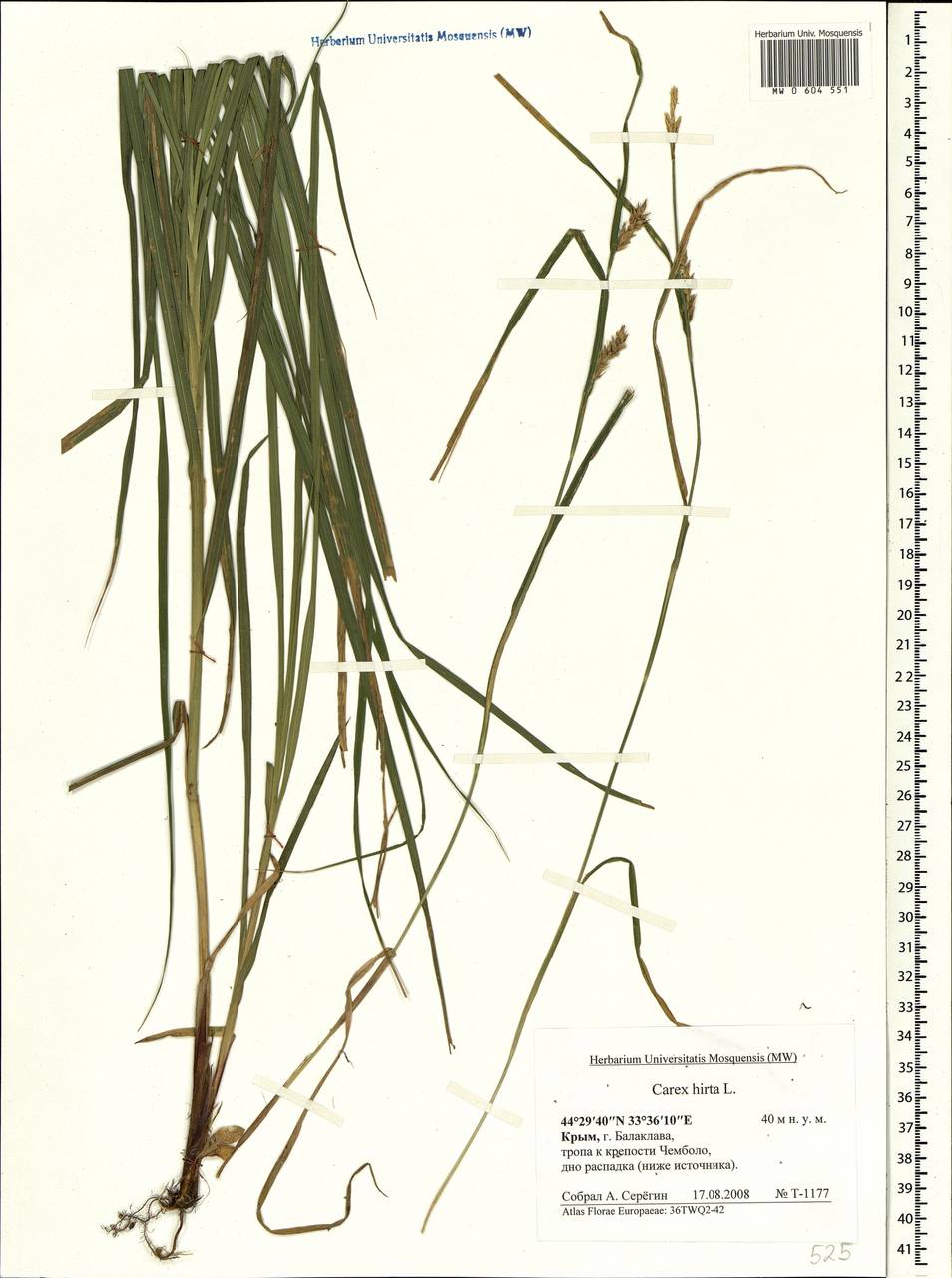Carex hirta L., Crimea (KRYM) (Russia)