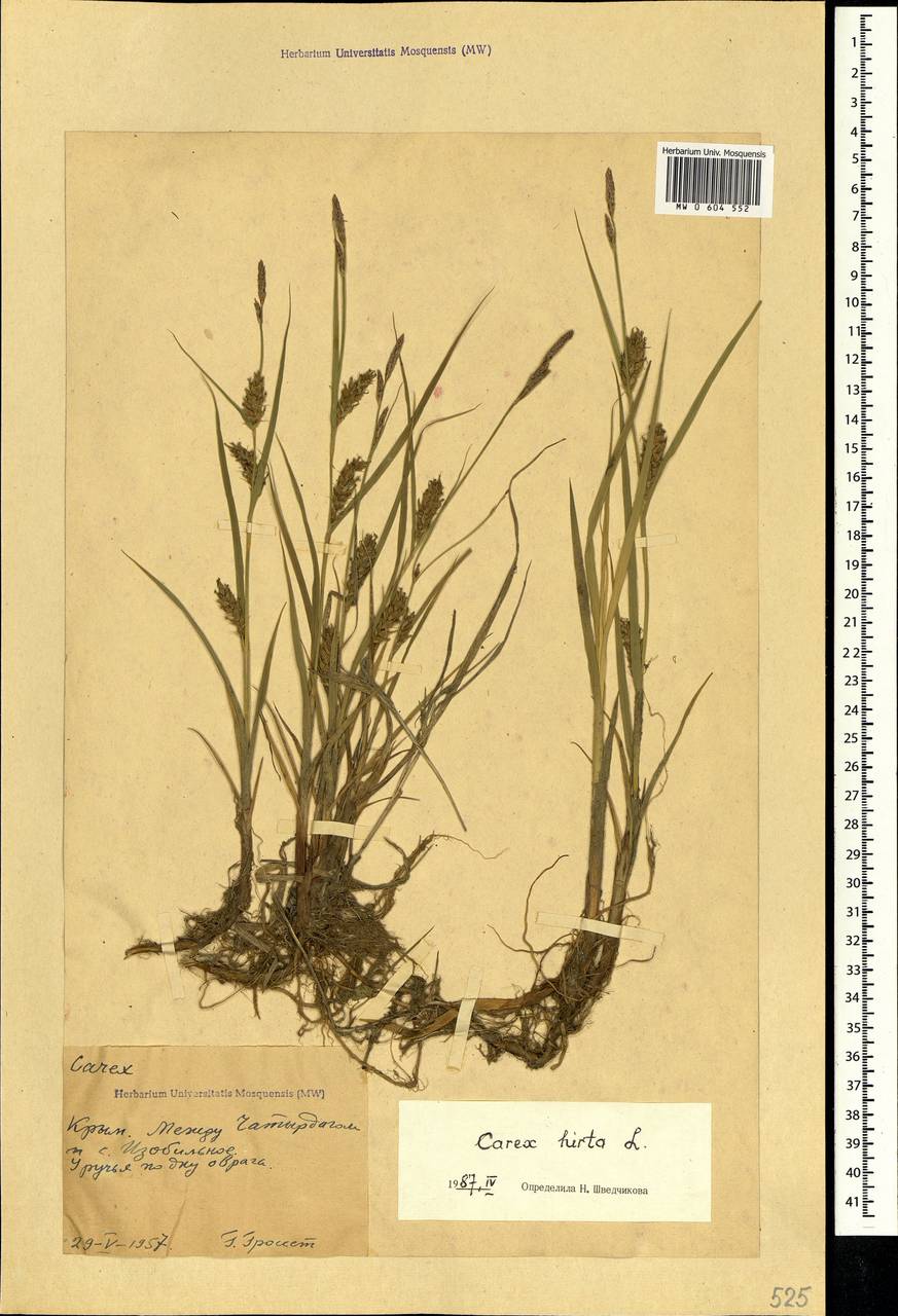 Carex hirta L., Crimea (KRYM) (Russia)