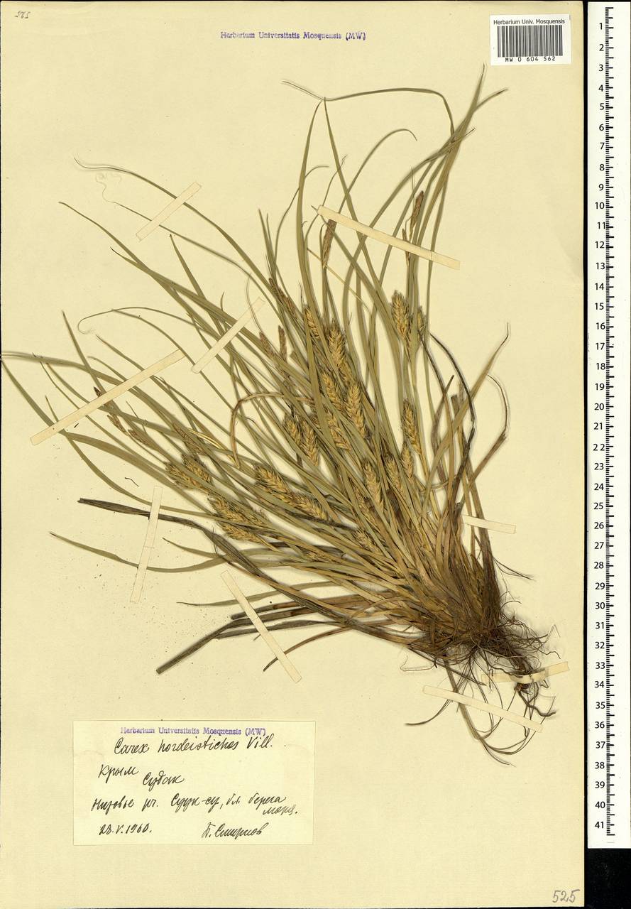 Carex hordeistichos Vill., Crimea (KRYM) (Russia)