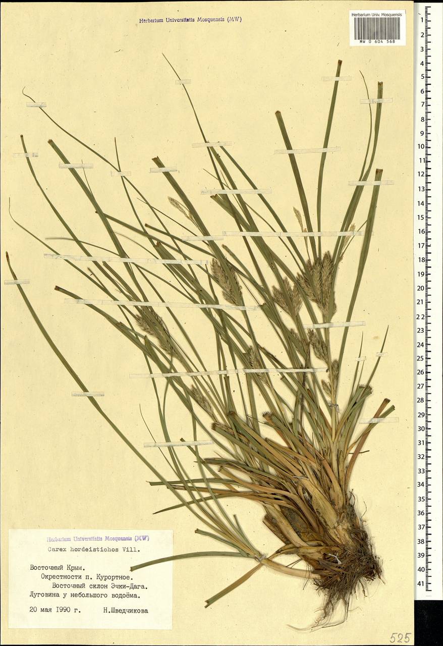 Carex hordeistichos Vill., Crimea (KRYM) (Russia)