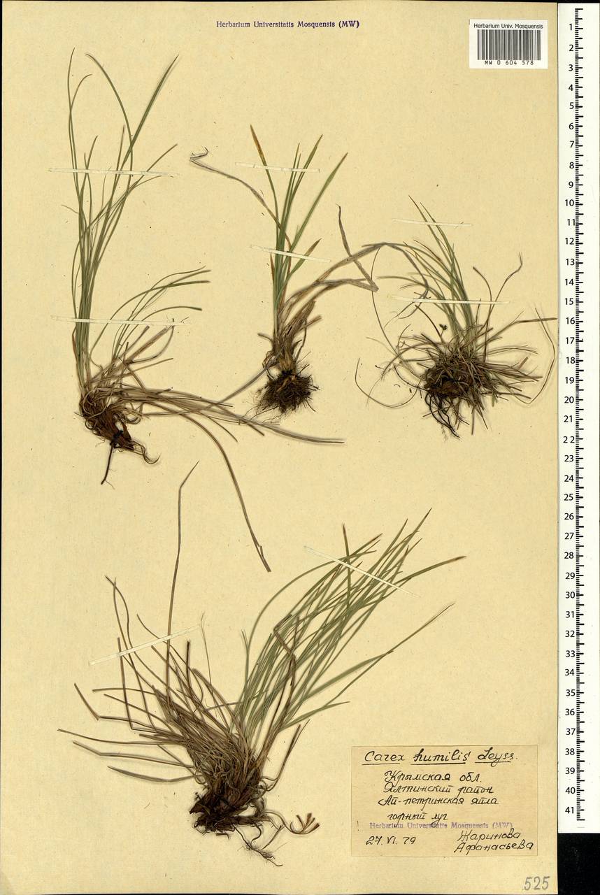 Carex humilis Leyss., Crimea (KRYM) (Russia)