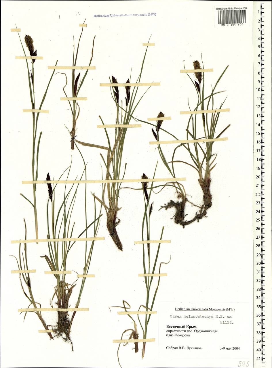 Carex melanostachya M.Bieb. ex Willd., Crimea (KRYM) (Russia)