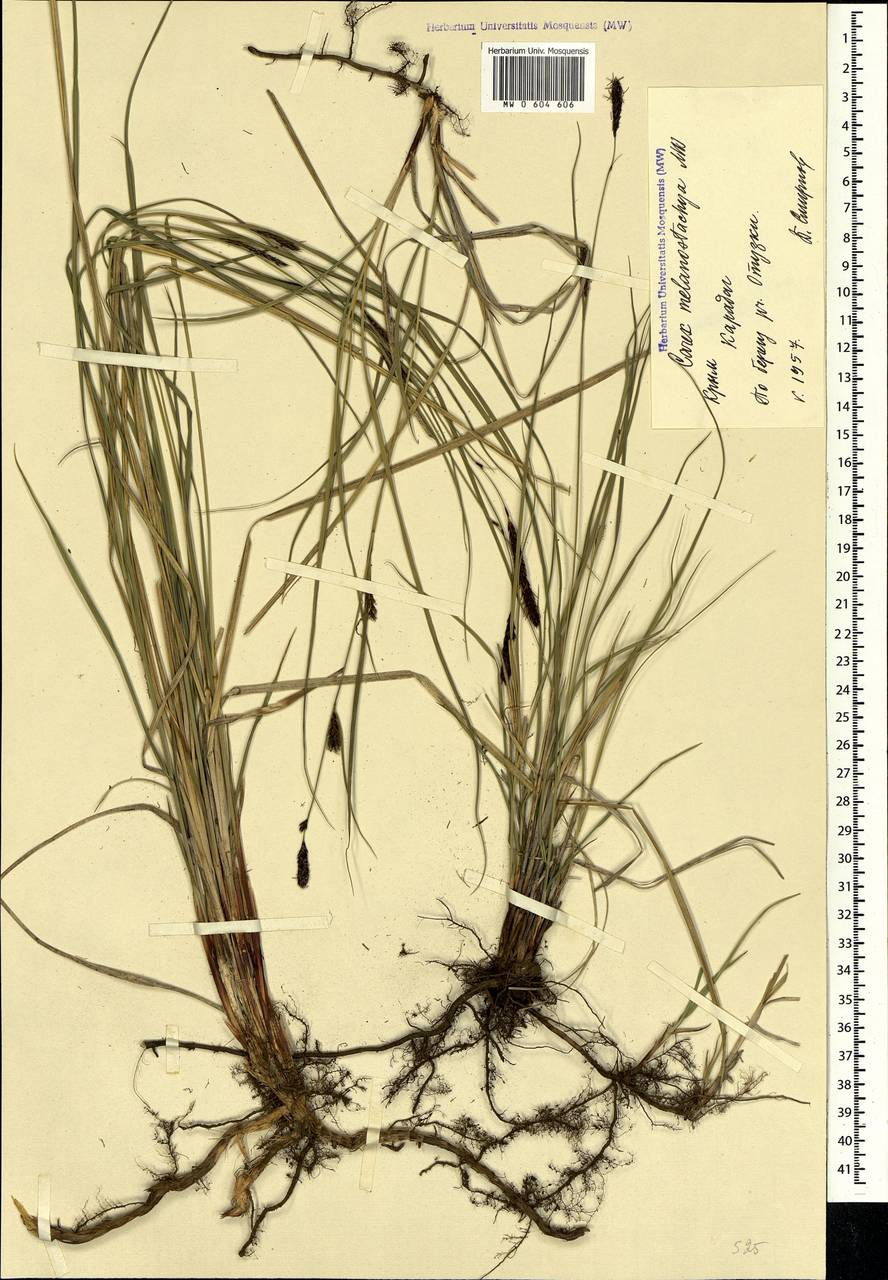 Carex melanostachya M.Bieb. ex Willd., Crimea (KRYM) (Russia)