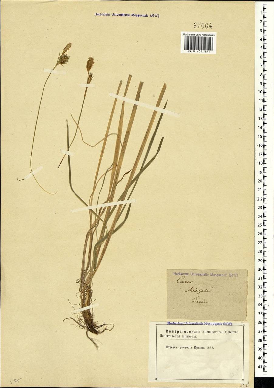 Carex michelii Host, Crimea (KRYM) (Russia)