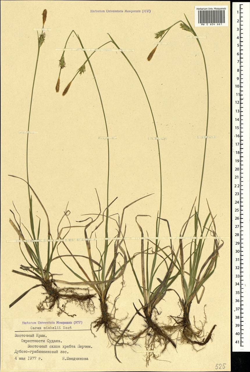 Carex michelii Host, Crimea (KRYM) (Russia)