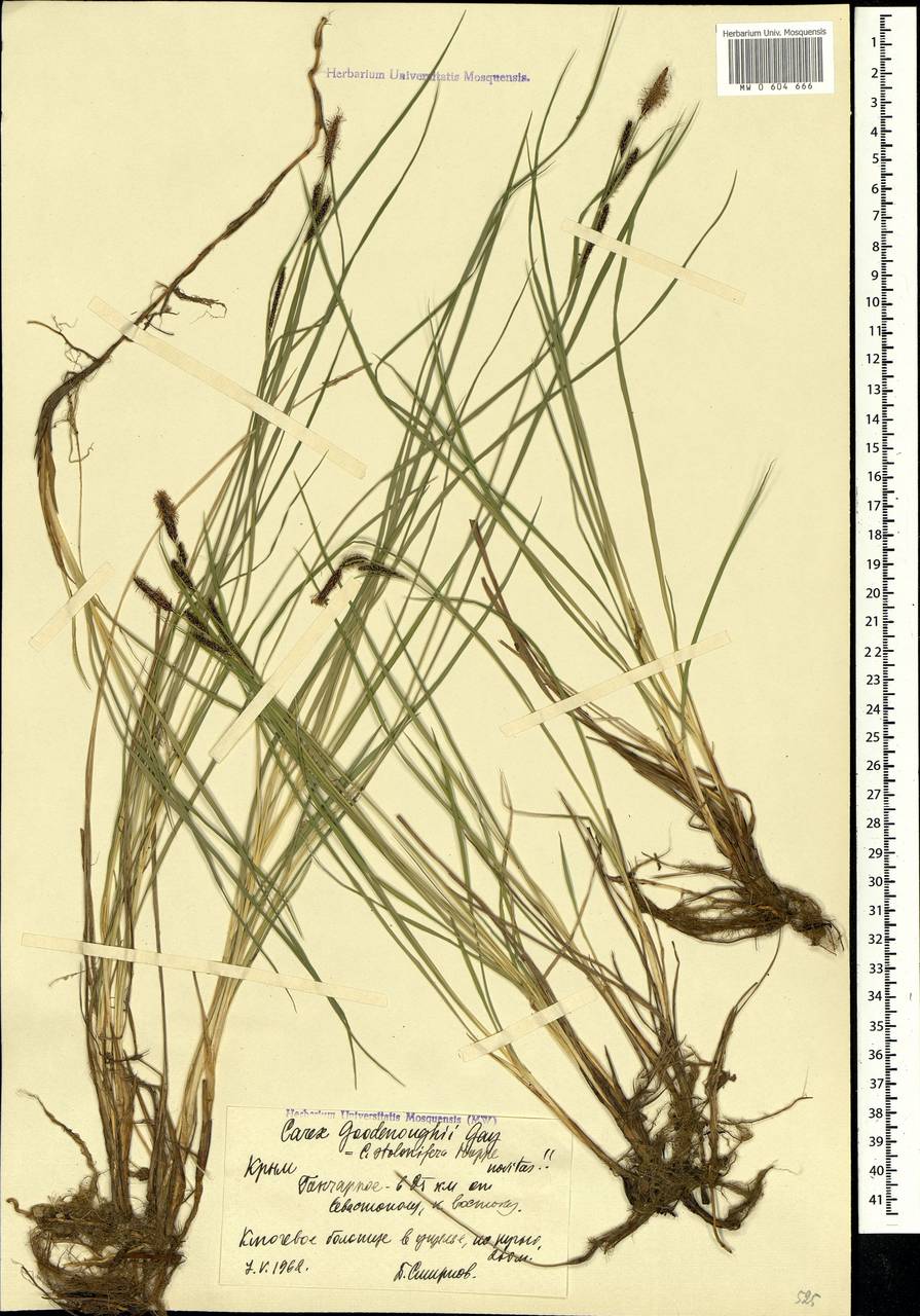 Carex nigra (L.) Reichard, Crimea (KRYM) (Russia)