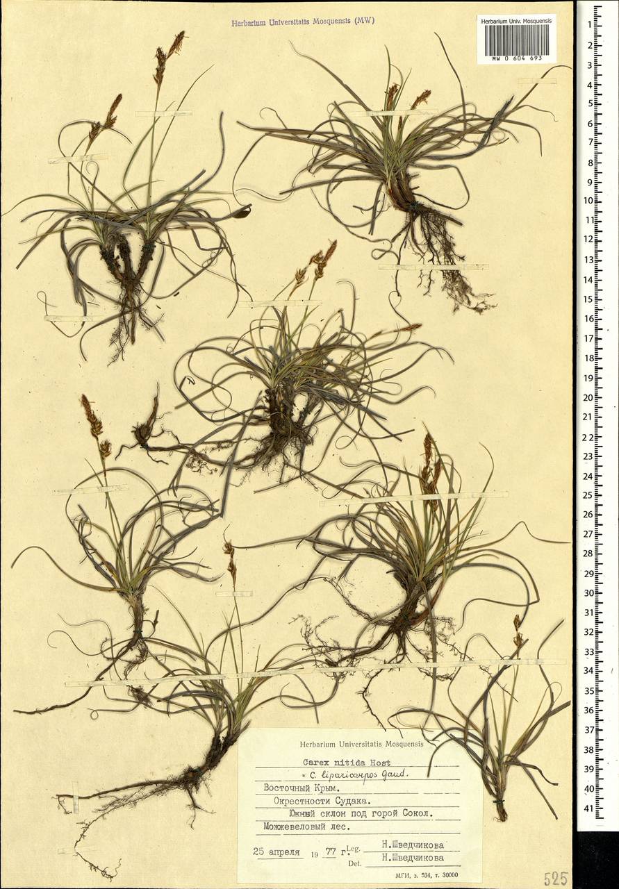 Carex liparocarpos Gaudin, Crimea (KRYM) (Russia)