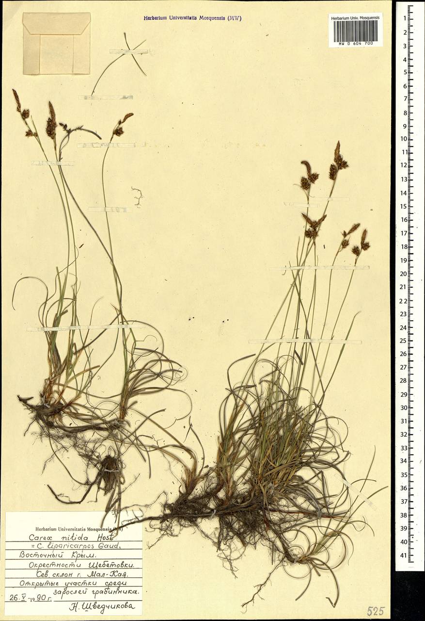 Carex liparocarpos Gaudin, Crimea (KRYM) (Russia)
