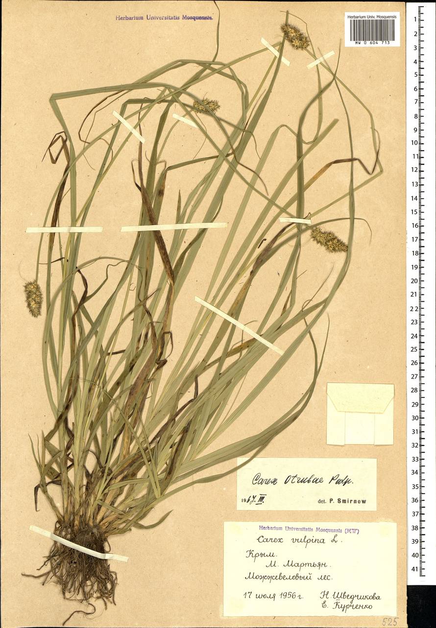 Carex otrubae Podp., Crimea (KRYM) (Russia)