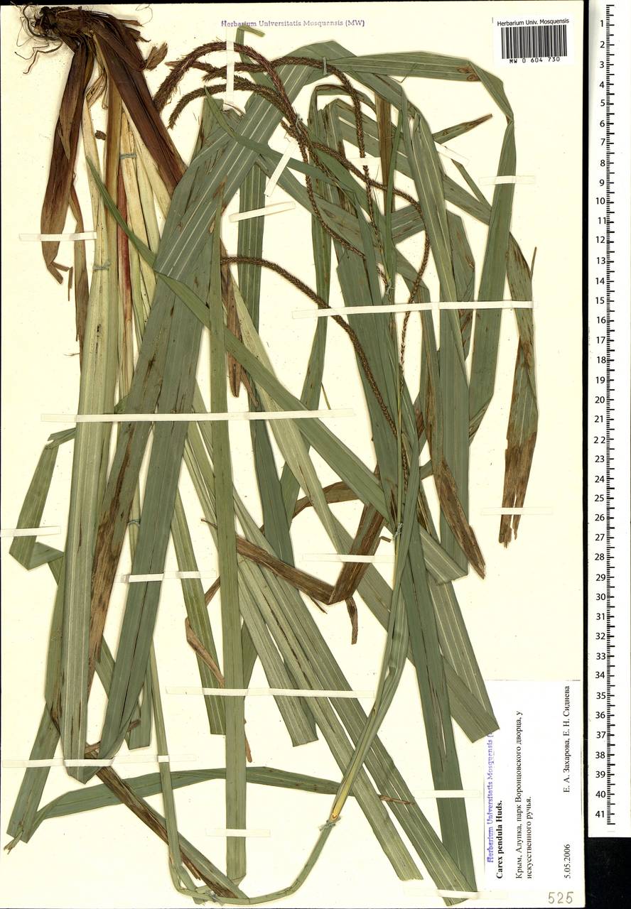 Carex pendula Huds., Crimea (KRYM) (Russia)