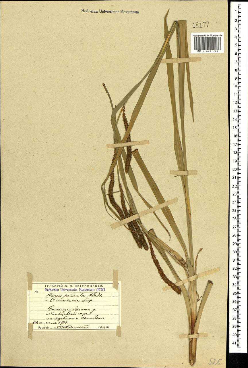 Carex pendula Huds., Crimea (KRYM) (Russia)
